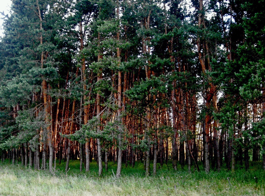 Природа села Новая Таволжанка