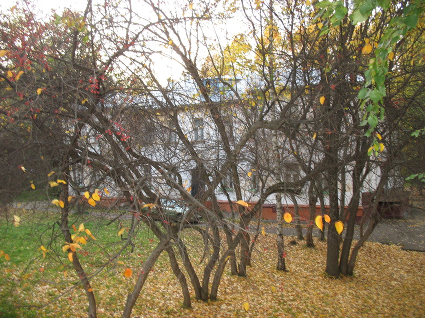 Сыктывкар 2015