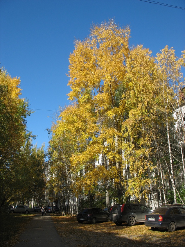 Сыктывкар 2015