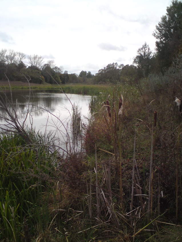 Пруд осенью