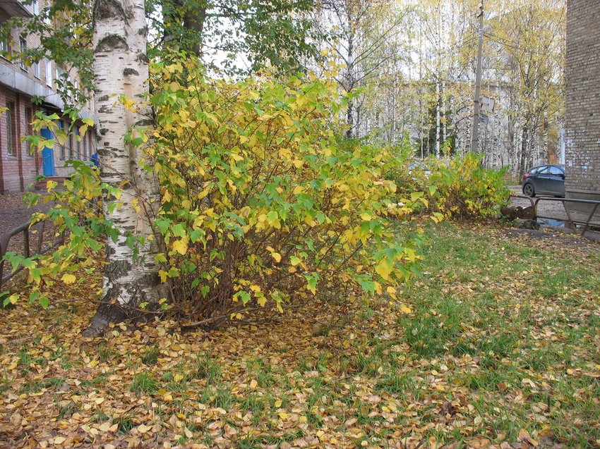 Сыктывкар 2015 - ул Чернова