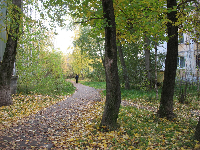 Сыктывкар 2015 - ул. Оплеснина