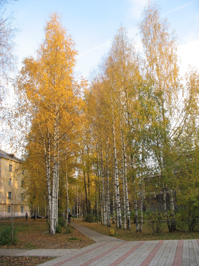 Сыктывкар 2015