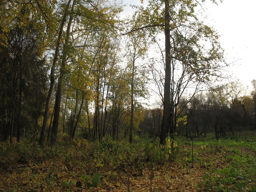 Сыктывкар 2015 - ботанический сад