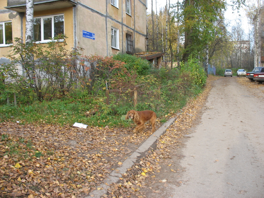 Сыктывкар 2015 - Октябрьский проспект