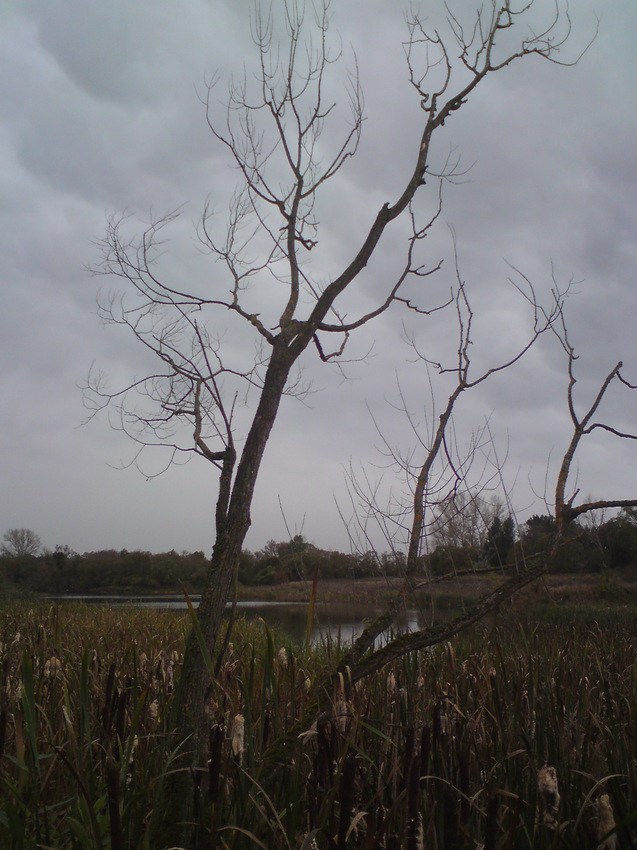 Кубань. Мрачное место около пруда