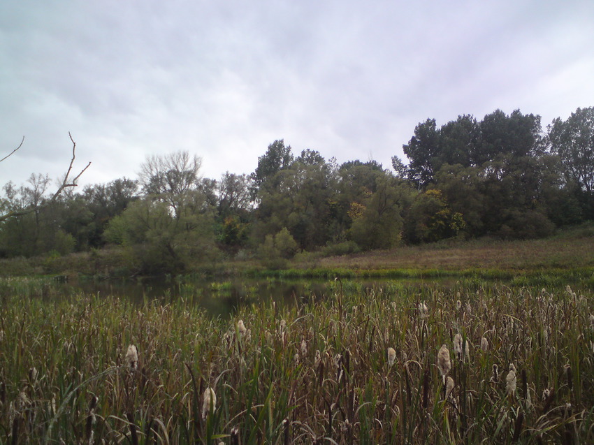 Заросли камышей