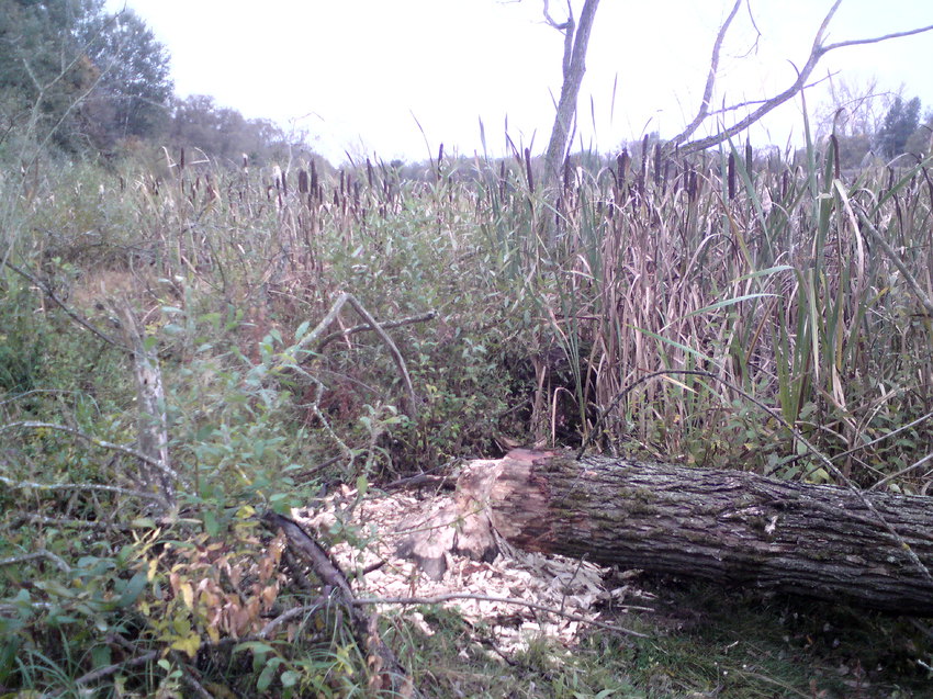 Проделки бобров