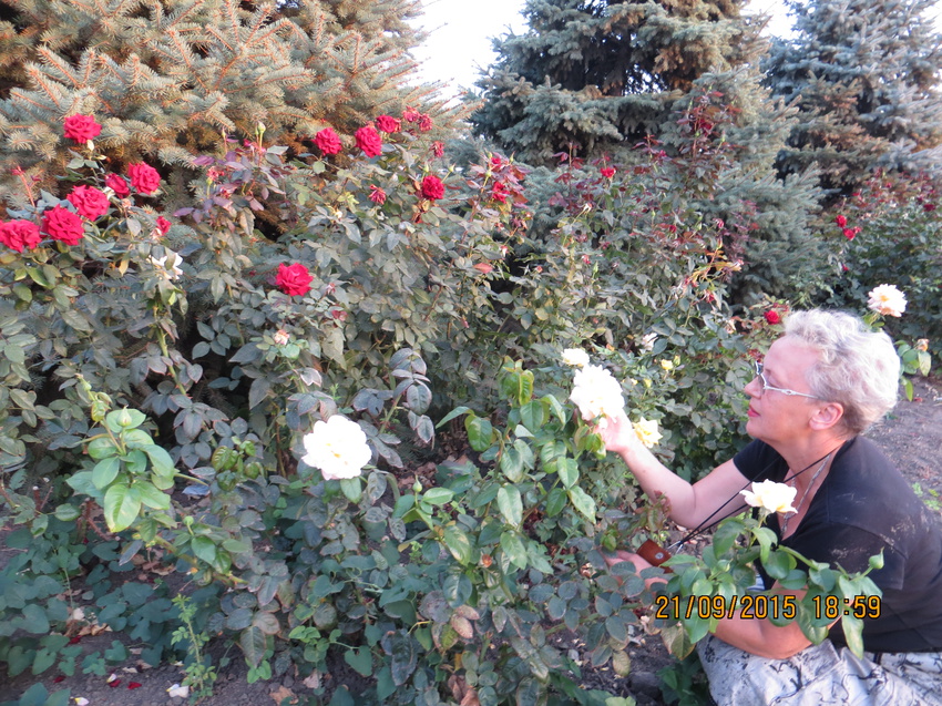 В селе Весело-Вознесенке много  роз