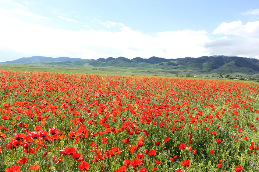 Жағажайдағы жалаңаш маймылдар тобы