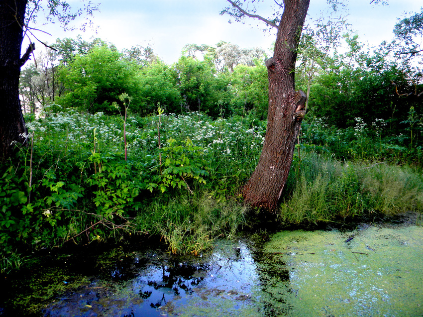 Родник &quot;Головной&quot; в селе Мазикино