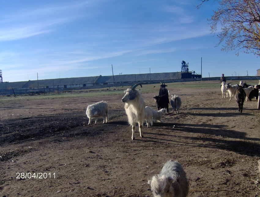 козы в корнеевке