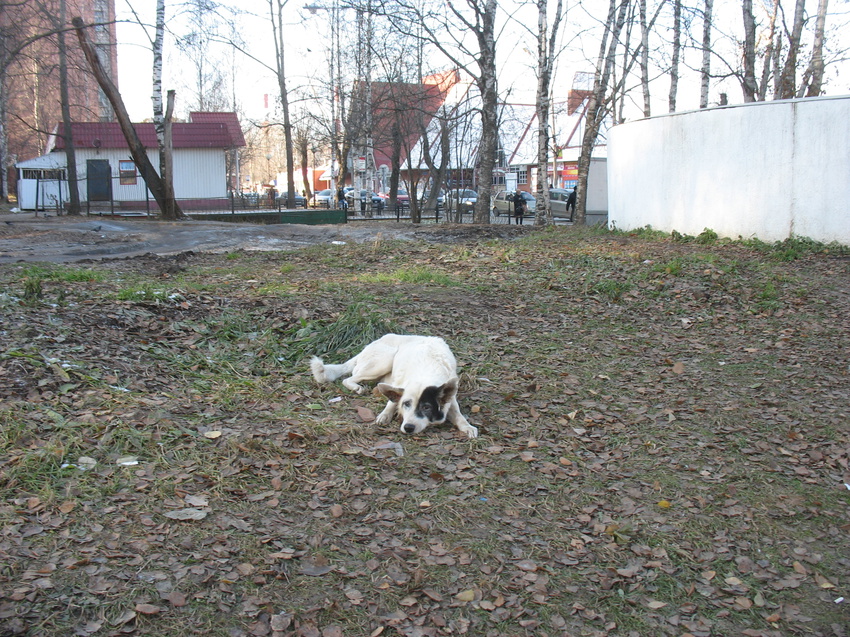 Сыктывкар 2015 -  ул. Карла Маркса