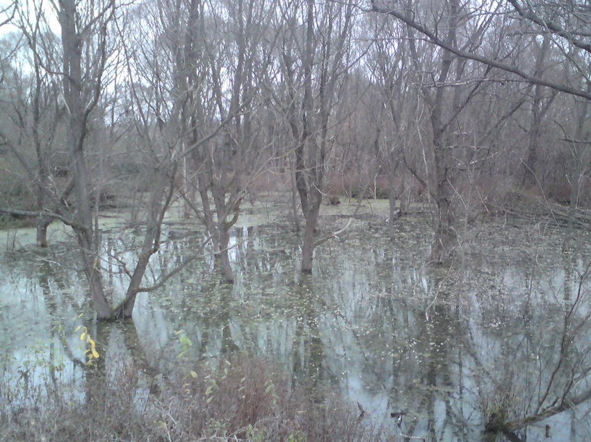 Болотистая местность
