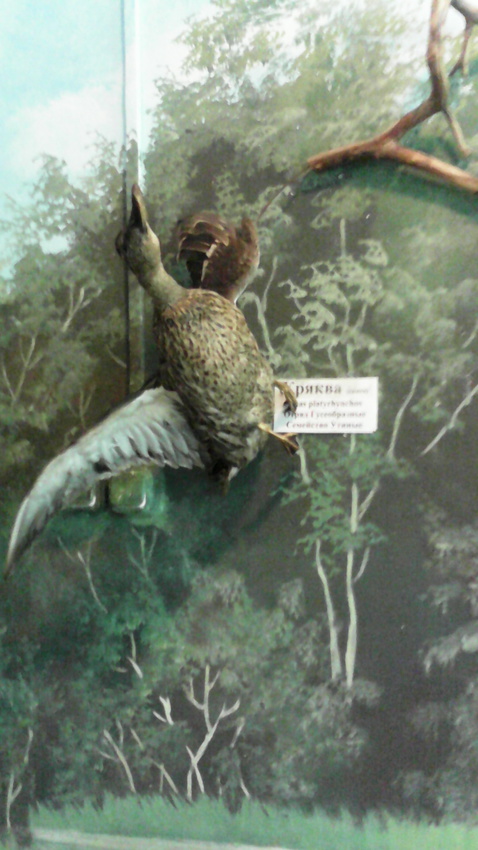 В зале птиц водно-болотных угодий музея «Мир птиц национального парка Мещёра». Кряква