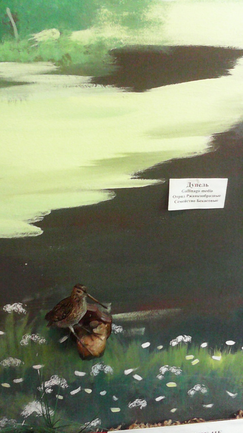 В зале птиц водно-болотных угодий музея «Мир птиц национального парка Мещёра». Дупель