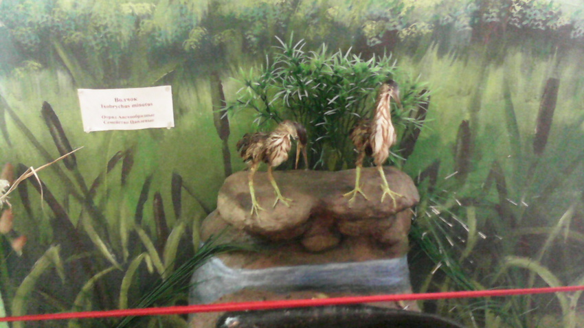 В зале птиц водно-болотных угодий музея «Мир птиц национального парка Мещёра». Волчок