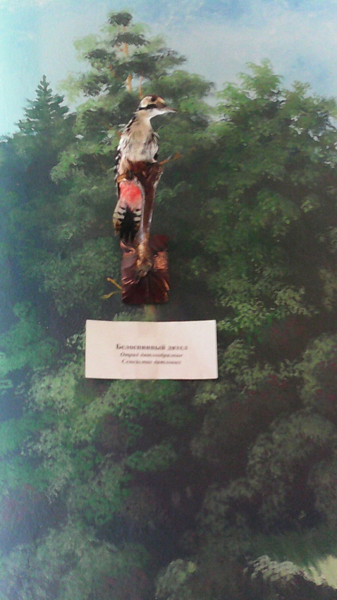 В зале птиц водно-болотных угодий музея «Мир птиц национального парка Мещёра». Белоспинный дятел