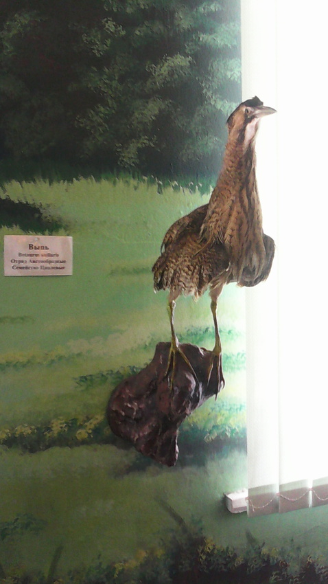 В зале птиц водно-болотных угодий музея «Мир птиц национального парка Мещёра». Выпь
