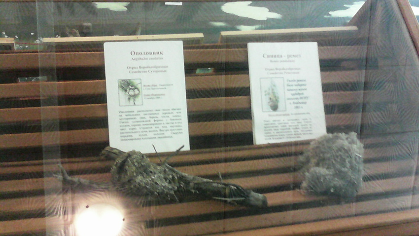 В зале птиц водно-болотных угодий музея «Мир птиц национального парка Мещёра». Гнёзда ополовника и синицы-ремеза