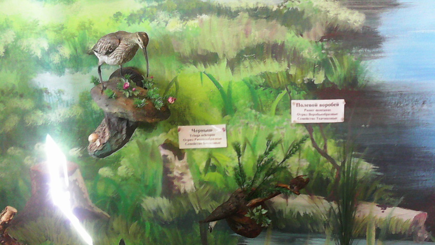 В зале птиц водно-болотных угодий музея «Мир птиц национального парка Мещёра». Черныш и полевой воробей