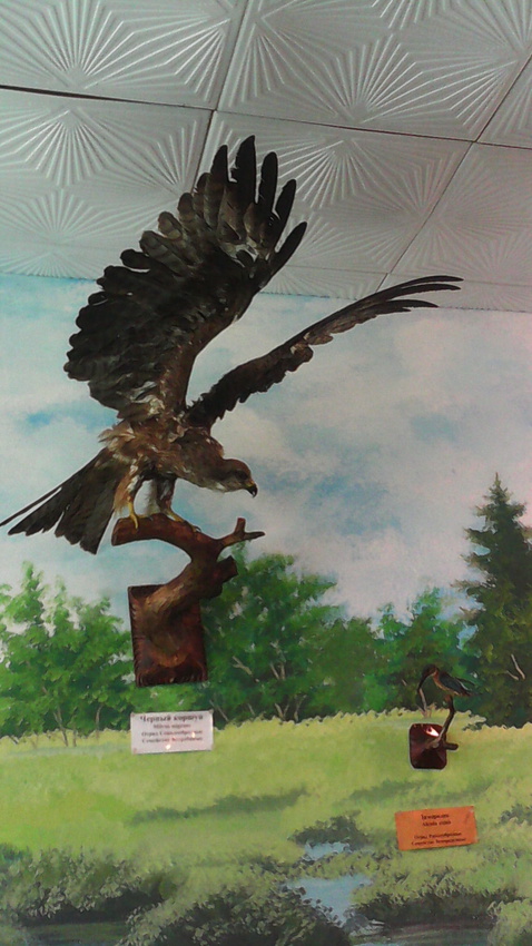 В зале птиц водно-болотных угодий музея «Мир птиц национального парка Мещёра». Чёрный коршун