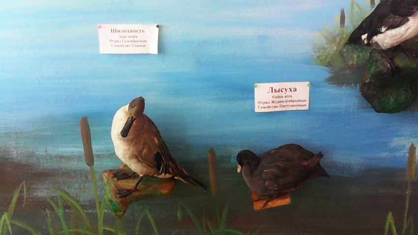 В зале птиц водно-болотных угодий музея «Мир птиц национального парка Мещёра». Шилохвость и лысуха