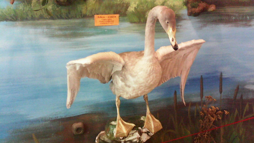 В зале птиц водно-болотных угодий музея «Мир птиц национального парка Мещёра». Лебедь-кликун