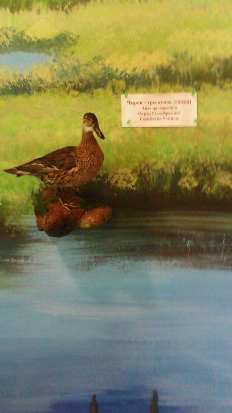 В зале птиц водно-болотных угодий музея «Мир птиц национального парка Мещёра». Чирок-трескунок