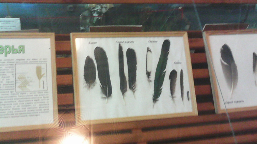 В зале музея «Мир птиц национального парка Мещёра». Перья ворона, серой вороны, сороки и сойки