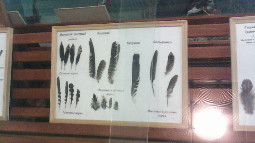 В зале музея «Мир птиц национального парка Мещёра». Перья дятла, козодоя, кукушки, вальдшнепа