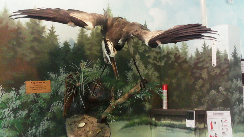 В зале птиц водно-болотных угодий музея «Мир птиц национального парка Мещёра». Серая цапля