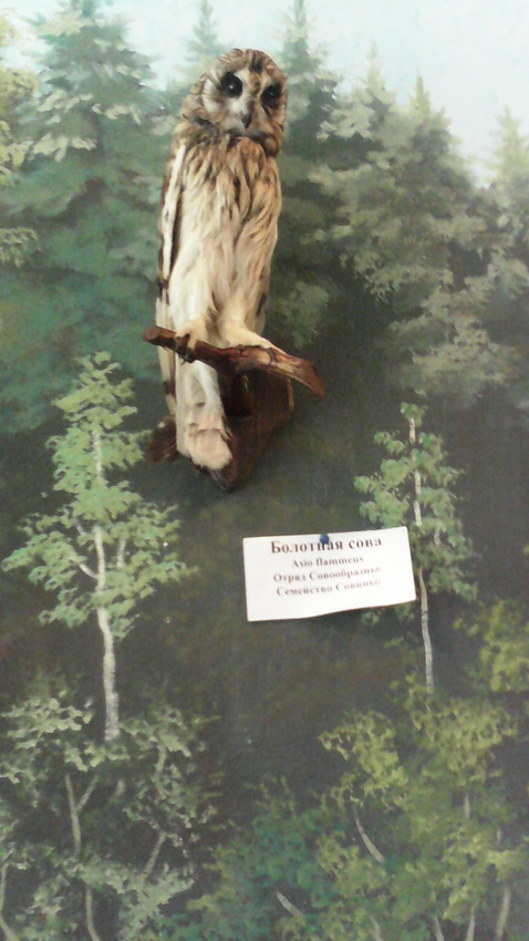 В зале птиц водно-болотных угодий музея «Мир птиц национального парка Мещёра». Болотная сова