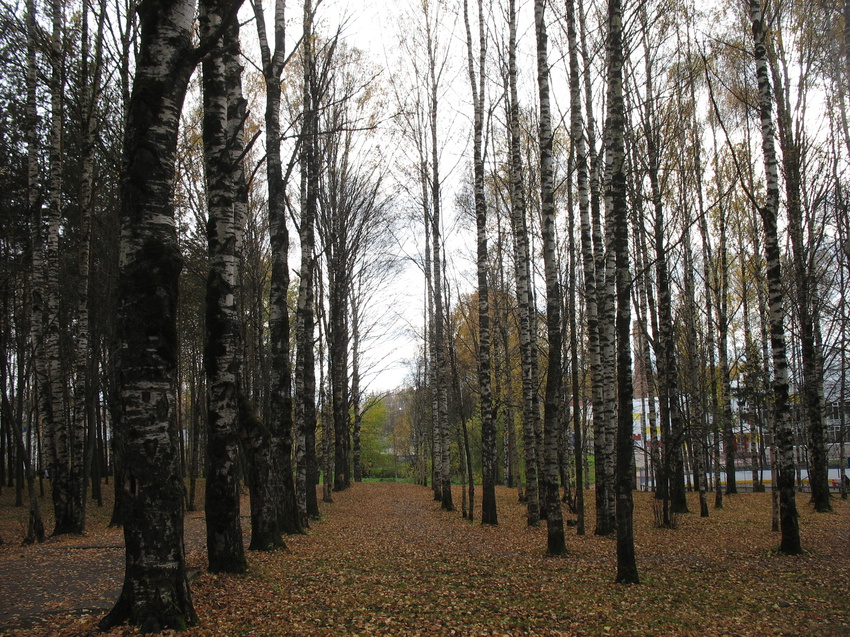 Сыктывкар 2015 - Мичуринский парк