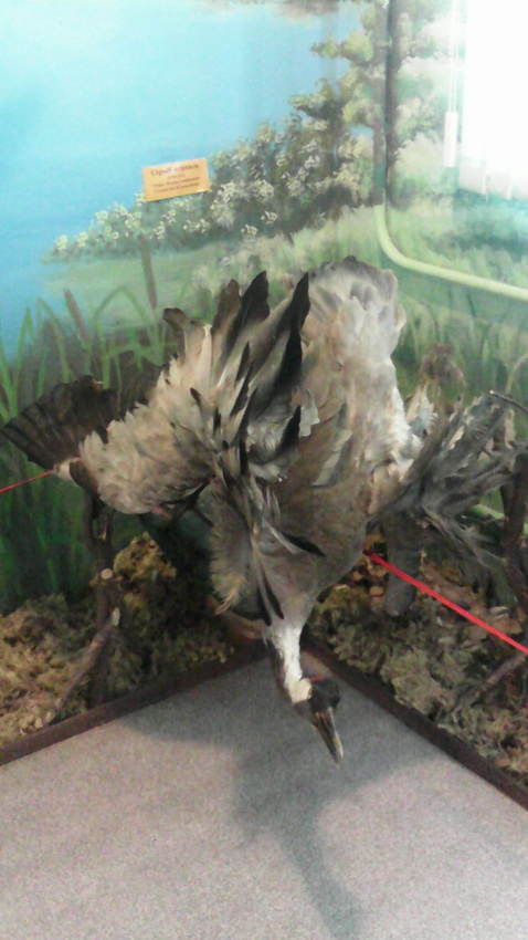В зале птиц водно-болотных угодий музея «Мир птиц национального парка Мещёра». Серый журавль