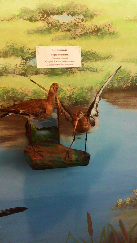 В зале птиц водно-болотных угодий музея «Мир птиц национального парка Мещёра». Большой веретенник