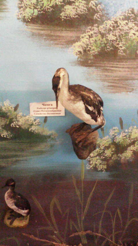 В зале птиц водно-болотных угодий музея «Мир птиц национального парка Мещёра». Чомга