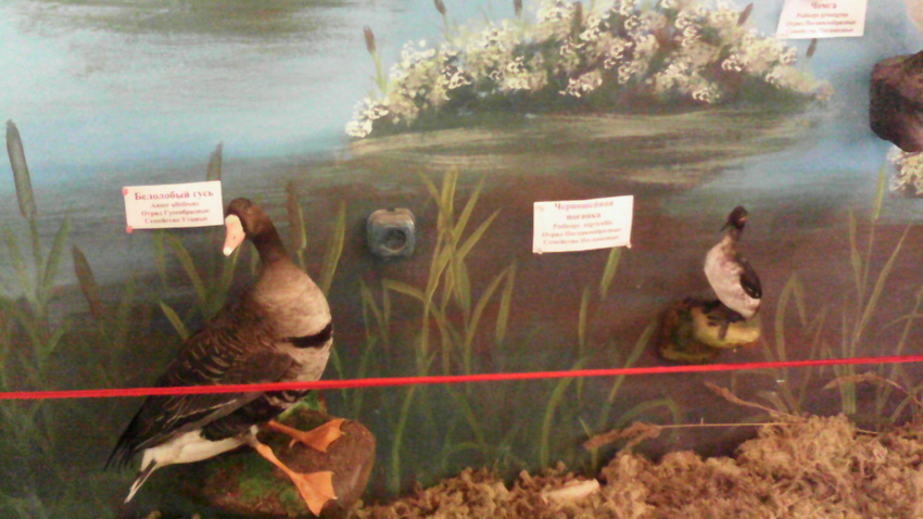 В зале птиц водно-болотных угодий музея «Мир птиц национального парка Мещёра». Белолобый гусь и черношейная поганка