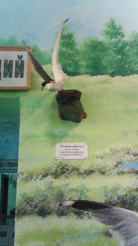 В зале птиц водно-болотных угодий музея «Мир птиц национального парка Мещёра. Речная крачка