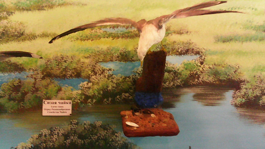 В зале птиц водно-болотных угодий музея «Мир птиц национального парка Мещёра. Сизая чайка