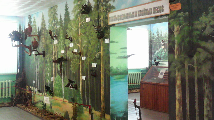 В зале птиц смешанных и хвойных лесов музея «Мир птиц национального парка Мещёра.