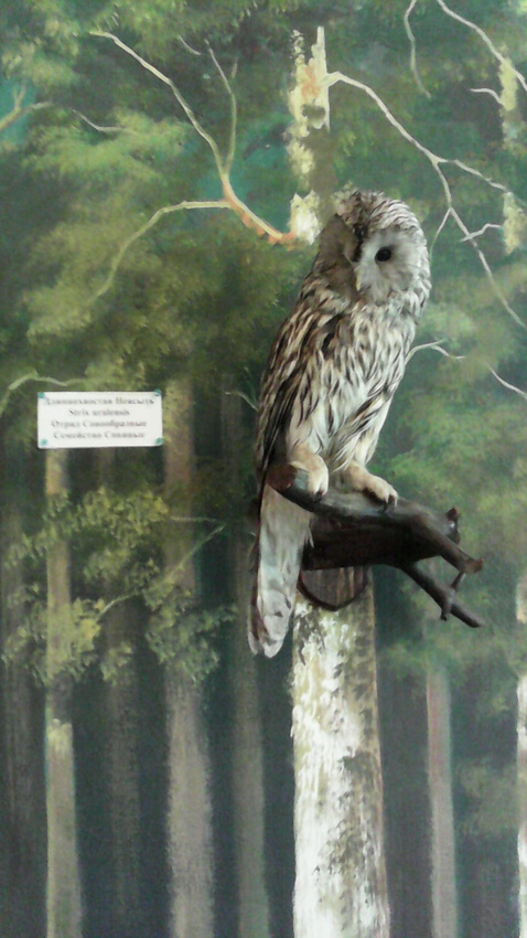 В зале птиц смешанных и хвойных лесов музея «Мир птиц национального парка Мещёра. Длиннохвостая неясыть