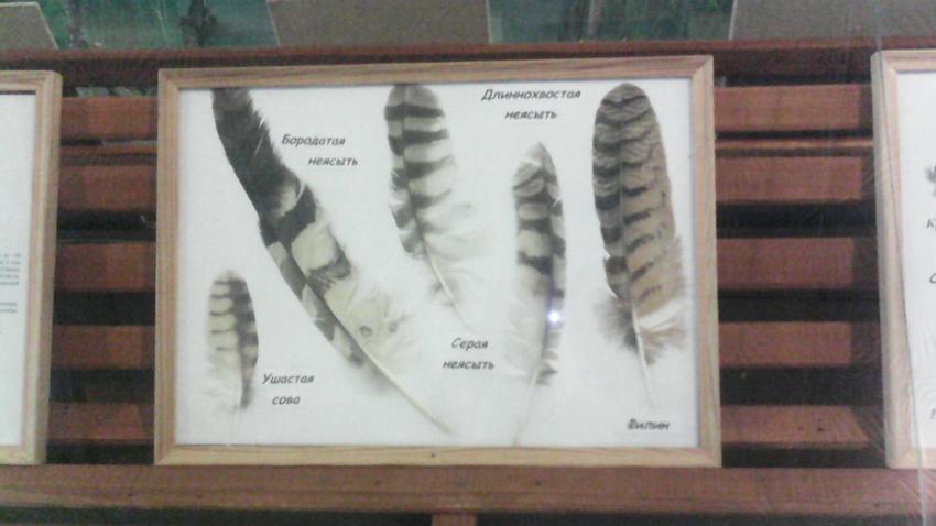 В зале музея «Мир птиц национального парка Мещёра». Перья ушастой совы, бородатой неясыти, длиннохвостой неясыти, серой неясыти и филина