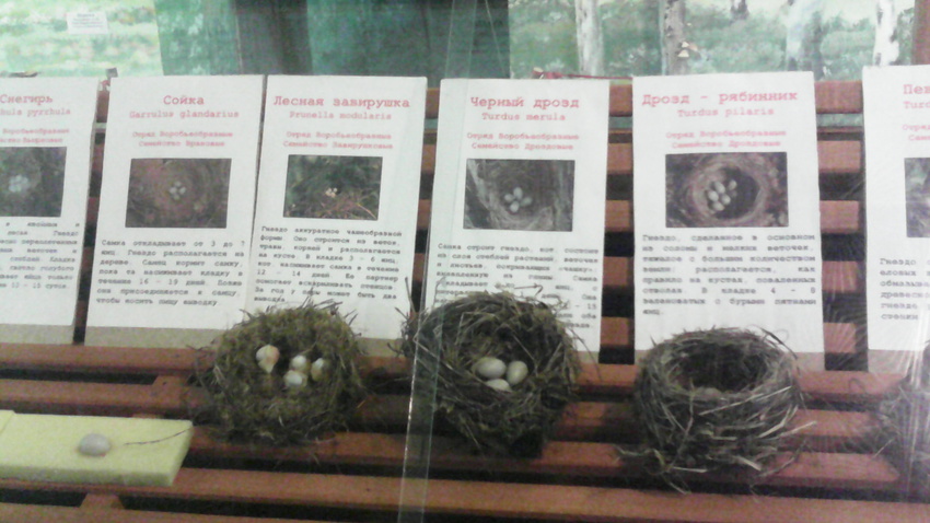 В зале птиц смешанных и хвойных лесов музея «Мир птиц национального парка Мещёра. Яйца снегиря, сойки, лесной завирушки, чёрного дрозда и дрозда-рябинника