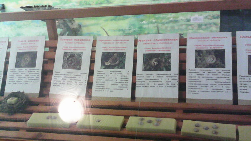 В зале птиц смешанных и хвойных лесов музея «Мир птиц национального парка Мещёра. Яйца славки садовой, полевого жаворонка, пересмешки и овсянки обыкновенных,