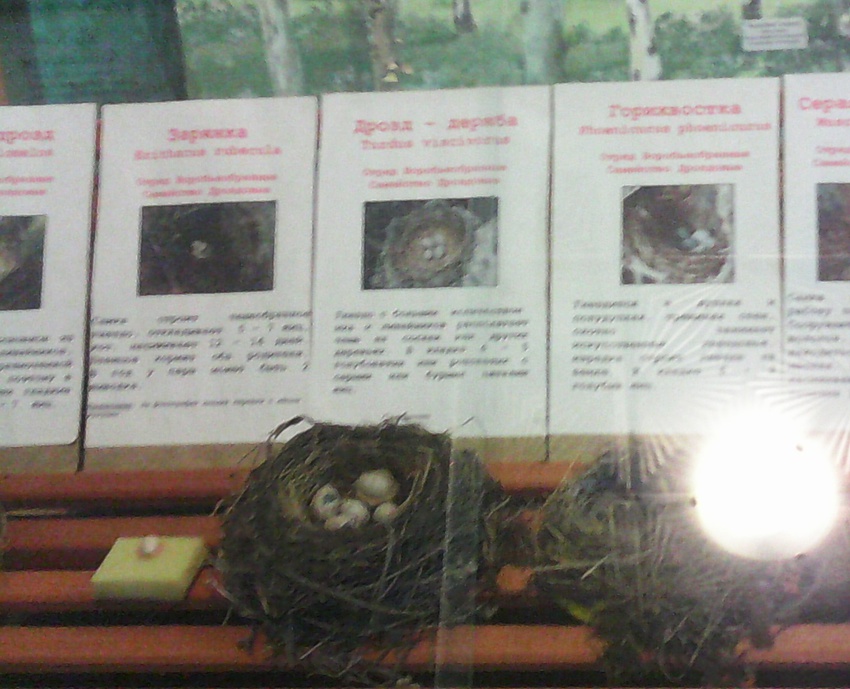 В зале птиц смешанных и хвойных лесов музея «Мир птиц национального парка Мещёра. Яйца заранки, дрозда дерябы и горихвостки