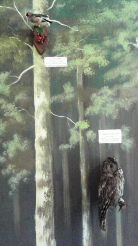 В зале птиц смешанных и хвойных лесов музея «Мир птиц национального парка Мещёра. Серая неясыть и снегирь