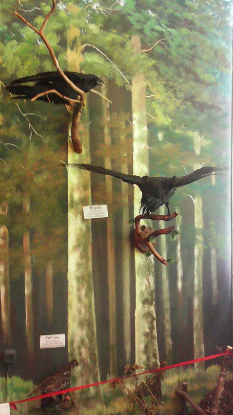 В зале птиц смешанных и хвойных лесов музея «Мир птиц национального парка Мещёра. Рябчик и ворон