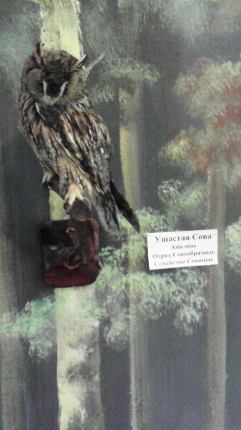 В зале птиц смешанных и хвойных лесов музея «Мир птиц национального парка Мещёра. Ушастая сова