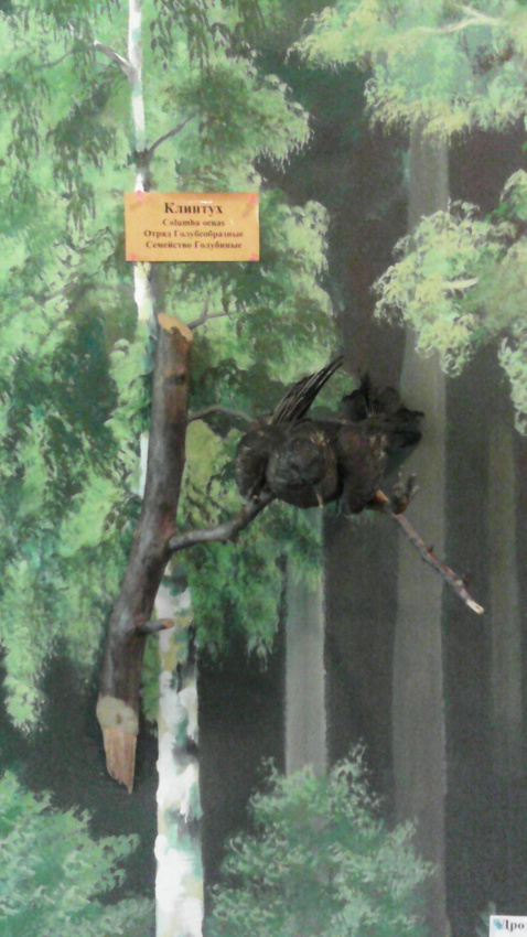 В зале птиц смешанных и хвойных лесов музея «Мир птиц национального парка Мещёра. Клинтух